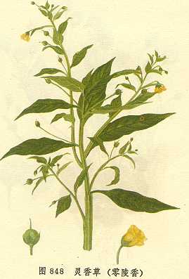 /�����������