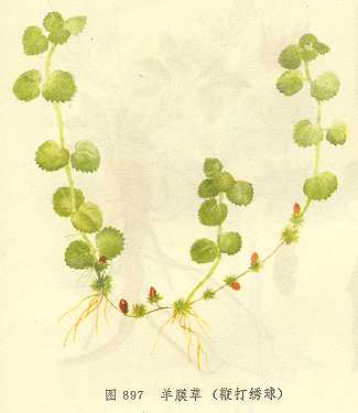 /��Ĥ�ݱ޴�����