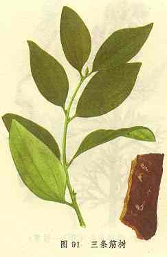 /��������