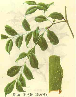 /��Ҷ��СճҶ