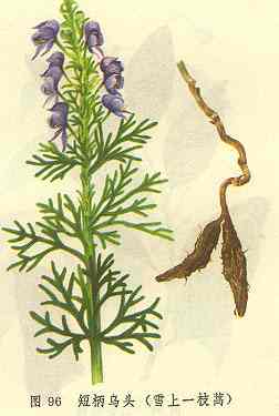 /�̱���ͷѩ��һ֦��