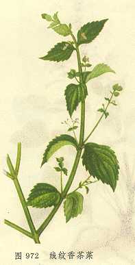 /��������