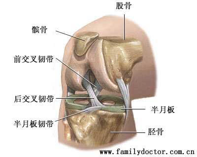 ϥ�ؽ����ɹɹ�Զ��(�ɹ���)���ֹǽ���(�ֹ��Ϲؽ���)���ɵĸ��Ϲؽڡ�ϥ�ؽڵĹɹǺ��ֹ�֮���������ʹ����ӡ�ϥ�ؽڵ��ʹ�����ǰ�󽻲��ʹ��Ͱ��°��ʹ�.