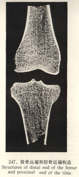 �ɹ�Զ�˺��ֹǽ��˹���