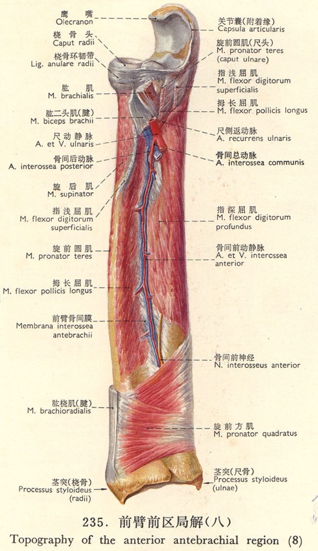 ǰ��ǰ���ֽ�(��)