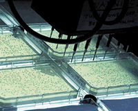 人类基因组计划对神经病学的意义/发现更多疾病相关基因/进一步诠释/遗传病分子机制/提供治疗新途径的理论基础/