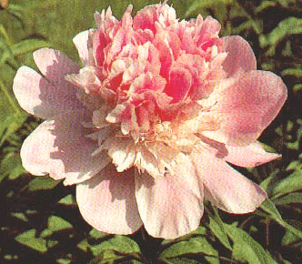 /���֡���������ҩ/