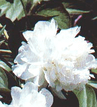 /���֡���������ҩ/