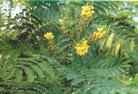 /��ľ�����ޱ��ݡ�/