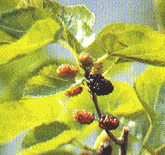 /桑叶《本经》/桑树/