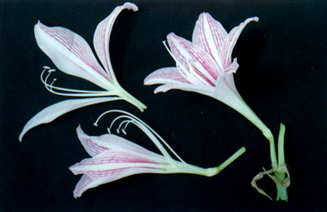 춥
    Hippeastrum vittafum (L