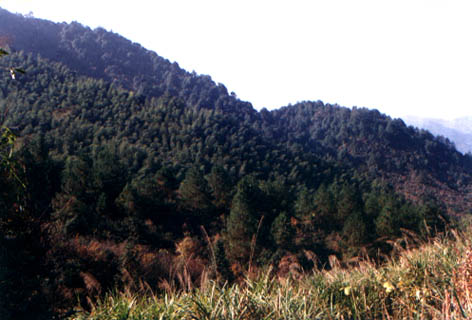 ë  
    Phyllostachys pubescens Mazel ex H. de Lehaie