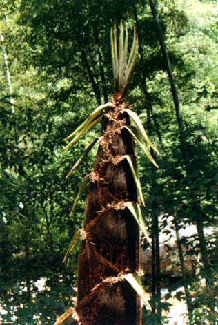 ë  
    Phyllostachys pubescens Mazel ex H. de Lehaie