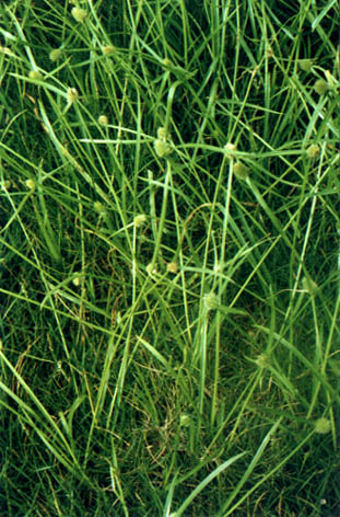 ˮ
    Kyllinga brevifolia Rottb.