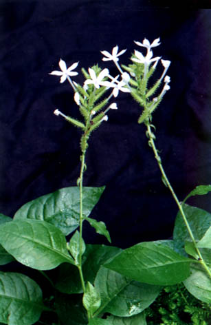 ѩ
    Plumbago auriculata Lam.