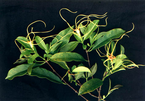 
    Strophanthus divaricatus (Lour.) HK. et A.
