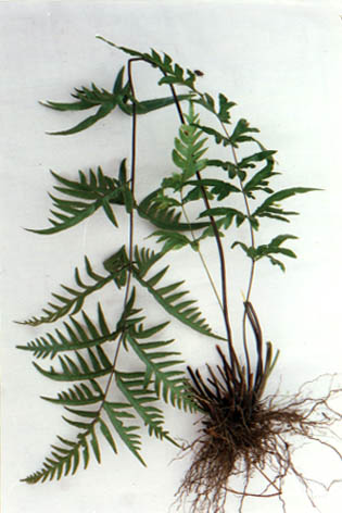 
    Pteris semipinnata
    Linn.