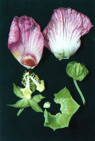 廨
    Malvaviscus arboreus
    var. penduliforus (DC.) Schery