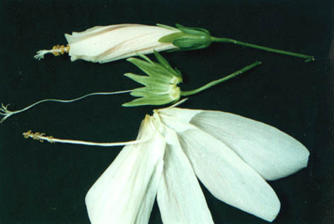 ܽ
    Hibiscus indicus
    (Burm. f.) Hochr.