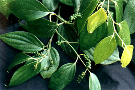 ����
    Piper nigrum Linn.