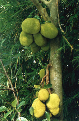 
    Artocarpus
    heterophyllus Lam.