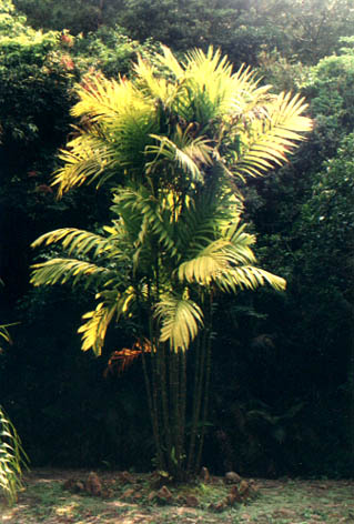   
    Rhapis excelsa (Thunb.) Henry ex Rehd.