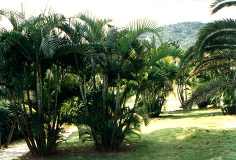 ɢβ
    Chrysalidocarpus lutescens Wendl.