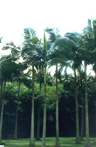 ������
    Archontophoenix alexandrae
    (F. J. Muell.) H. A. Wendl. et Drude