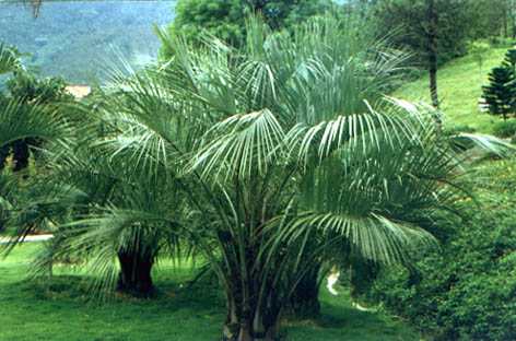 Ҭ
    Butia capitata Becc.