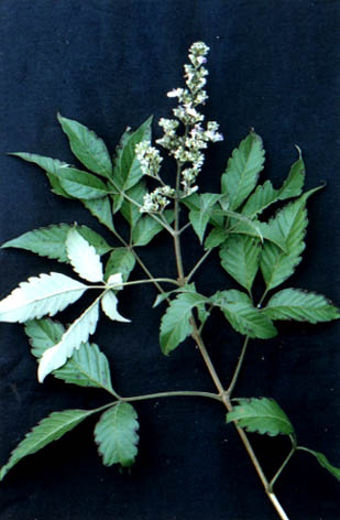 ĵ
    Vitex negundo Linn.
    var. cannabifolia (Sieb. et Zucc.) Hand.-Mazz.