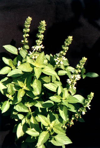 
    Ocimum basilicum Linn.