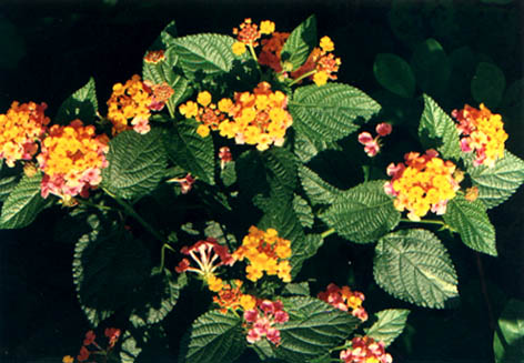 ӧ
    Lantana camara Linn.