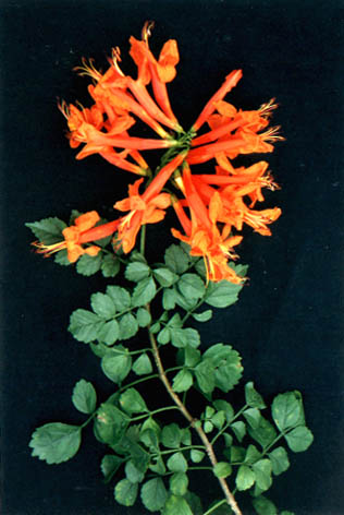 Ӳ
    Tecomaria capensis
    Spach