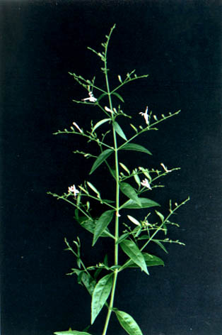 
    Andrographis panniculata (Burm. f.)