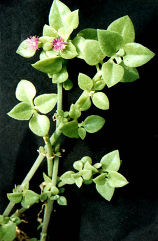 ¶
    Mesembryanthemum
    cordifolium Linn.