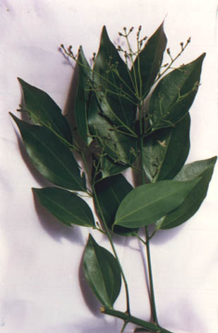 
    Cinnamomum burmanni
    Bl.