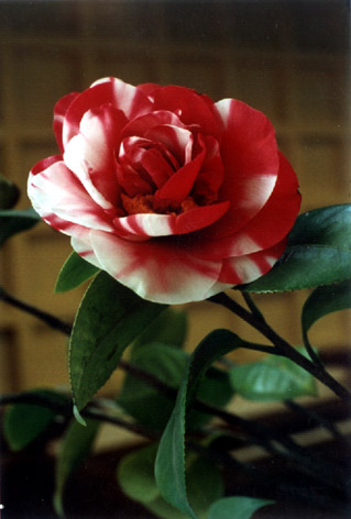 ¶軨
    Camellia japonica Linn. cv.
    "Hualuzhen"