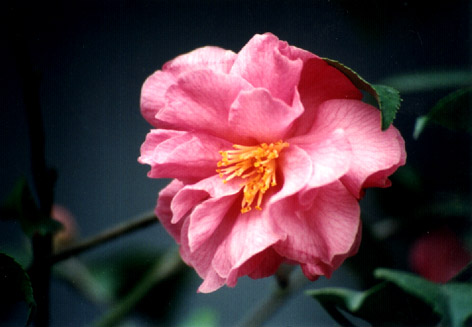 軨
    Camellia japonica Linn. cv. "Fenxiangbian"