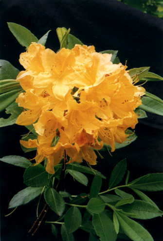 
    Rhododendron molle G. Don