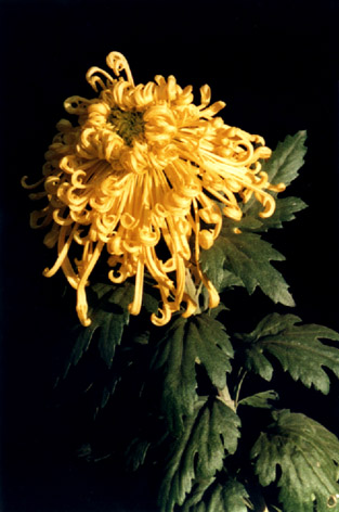 
    Dendranthema morifolium (Ramat) Tzvel.
    cv. "Jin Gou Wan Juan"