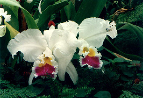 
    Cattleya labiata