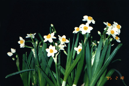 ˮ
    Narcissus tazetta Linn. var. chinensis Roem.