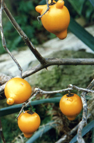 
    Solanum mammosum Linn.