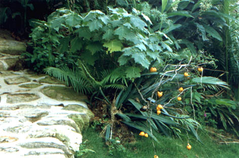 
    Solanum mammosum Linn.