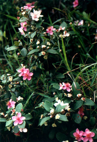 ҽ
    Rhodomyrtus tomentosa (Ait.) Hassk.