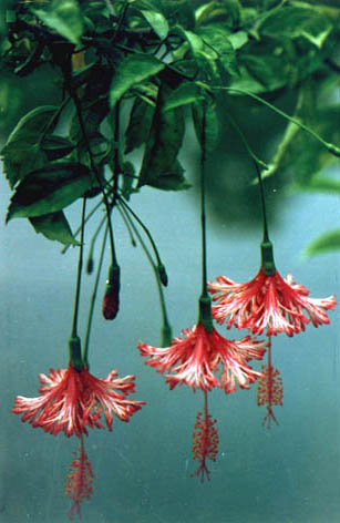 ƻ
    Hibiscus schizopetalus (Masters) Hook. f.