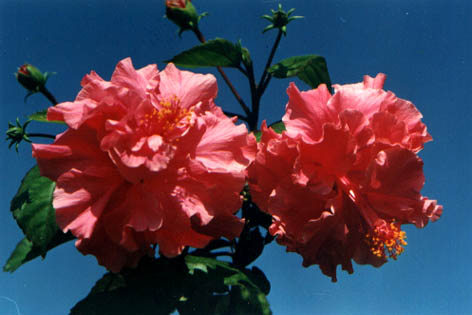(ɣ)
    Hibiscus rosa-sinensis Linn.