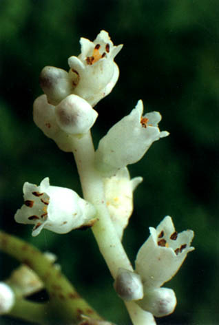 
    Cuscuta japonica
    Choisy