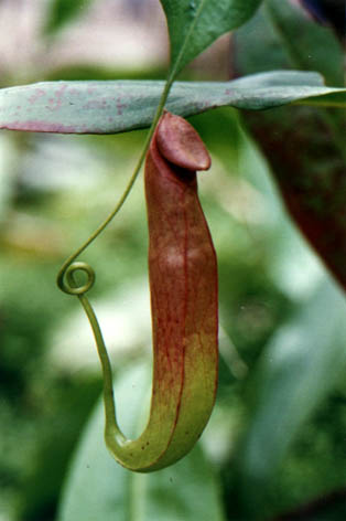 ������
    Nepenthes mirabilis
    (Lour.) Druce