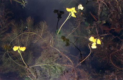 ƻ
    Utricularia aurea
    Lour.